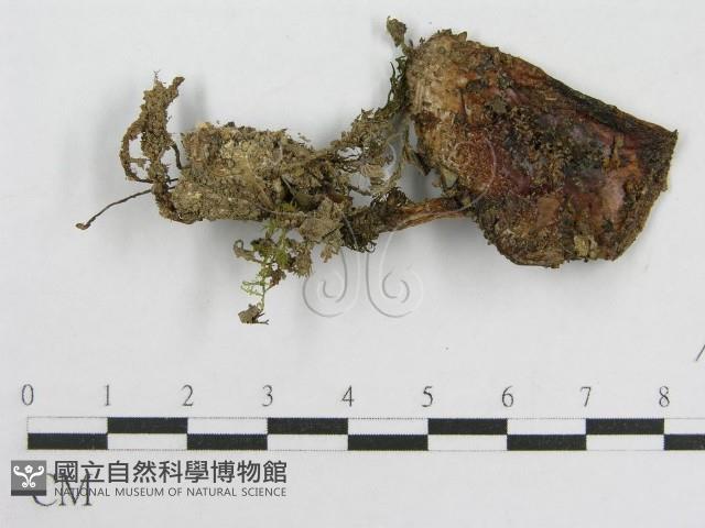 登錄號:F0015892藏品圖，第1張
