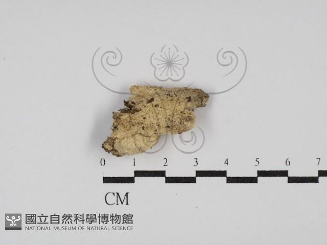 絲齒菌屬藏品圖，第1張