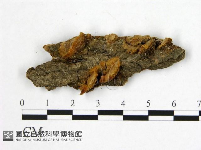 登錄號:F0019892藏品圖，第1張