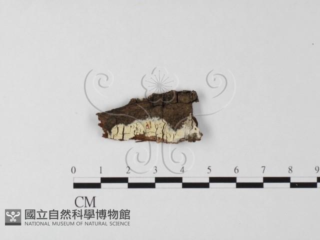 登錄號:F0003892藏品圖，第1張