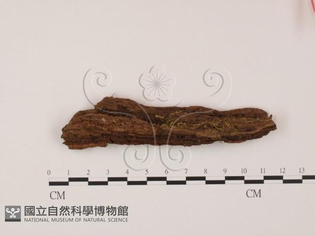 登錄號:F0013892藏品圖，第1張