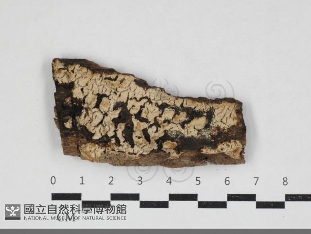 登錄號:F0033892藏品圖，第1張