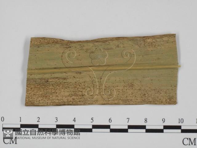 登錄號:F0018992藏品圖，第1張
