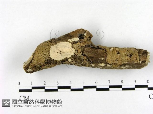 登錄號:F0020992藏品圖，第1張