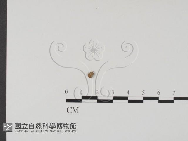 登錄號:F0000992藏品圖，第1張