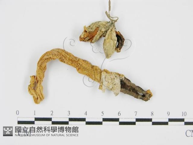 登錄號:F0010992藏品圖，第1張