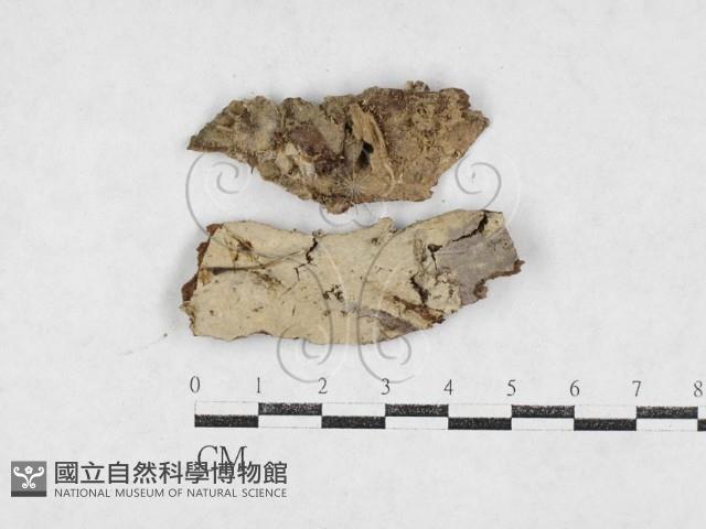 登錄號:F0026992藏品圖，第1張