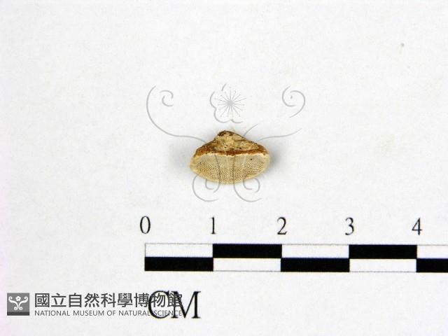 登錄號:F0006992藏品圖，第1張