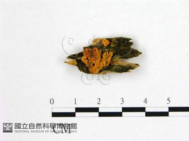 登錄號:F0016992藏品圖，第1張