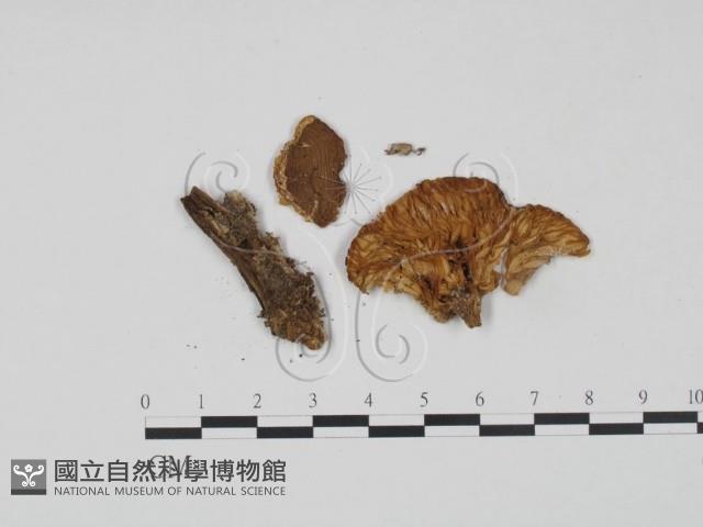 登錄號:F0021992藏品圖，第1張