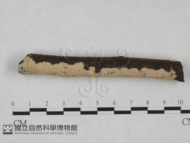 登錄號:F0024992藏品圖，第1張