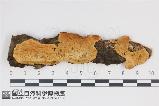 登錄號:F0034992藏品圖，第1張