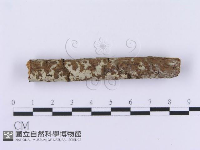 登錄號:F0002992藏品圖，第1張