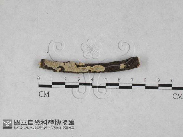 登錄號:F0027992藏品圖，第1張