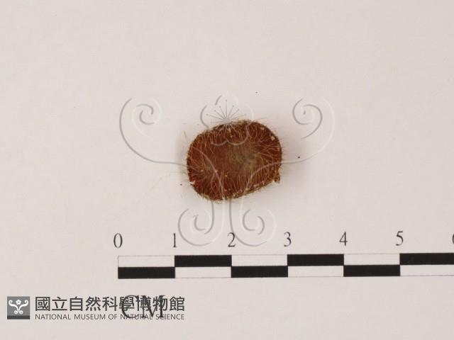 登錄號:F0007992藏品圖，第1張