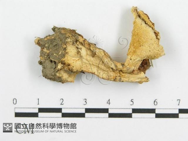 登錄號:F0005992藏品圖，第1張