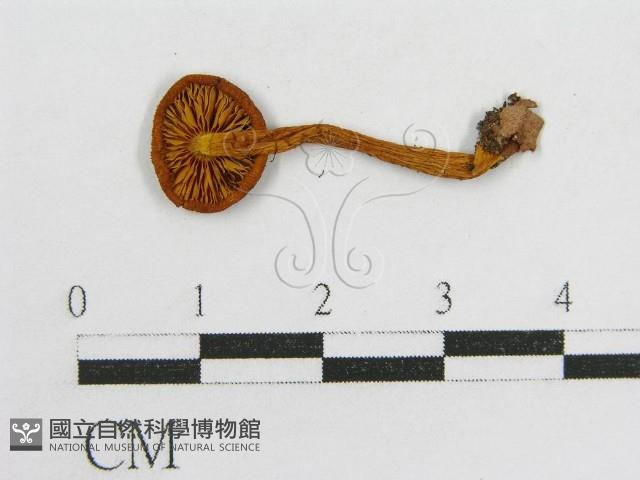 登錄號:F0015992藏品圖，第1張