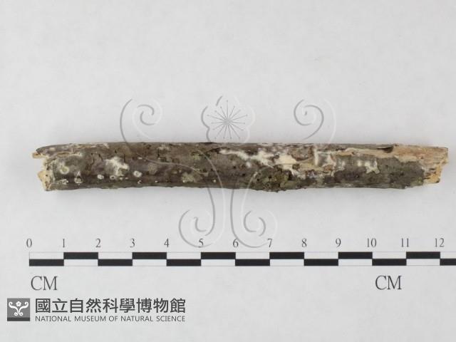 登錄號:F0019992藏品圖，第1張