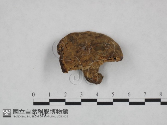 登錄號:F0023992藏品圖，第1張
