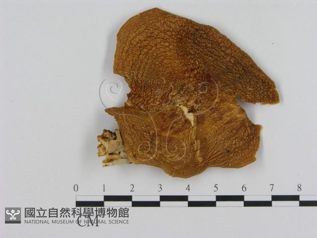 登錄號:F0013992藏品圖，第1張