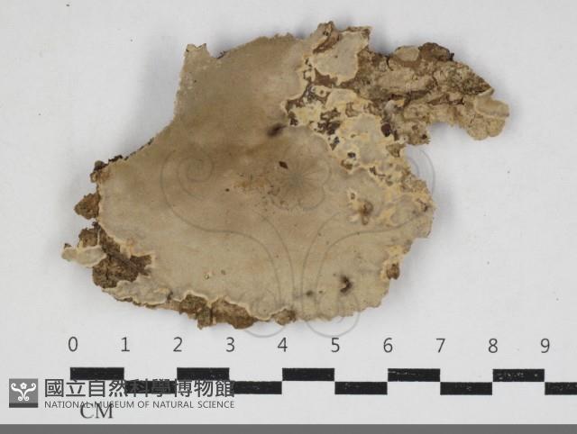 多年臥孔菌屬藏品圖，第1張