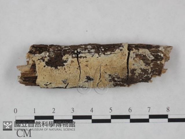 登錄號:F0008692藏品圖，第1張