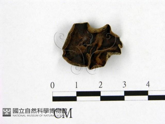 毛木耳藏品圖，第1張