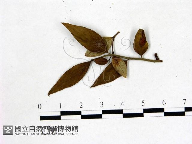 登錄號:F0020692藏品圖，第1張