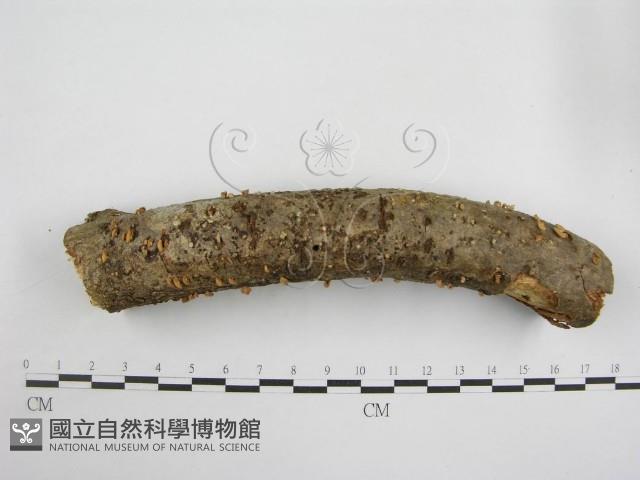 登錄號:F0010692藏品圖，第1張