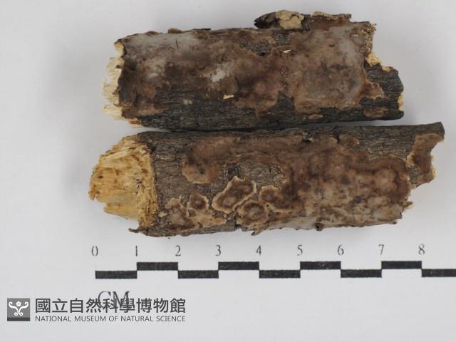 登錄號:F0030692藏品圖，第1張