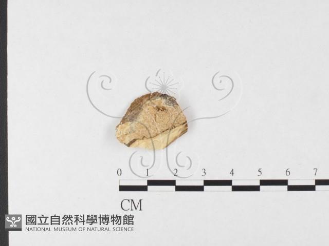 登錄號:F0026692藏品圖，第1張