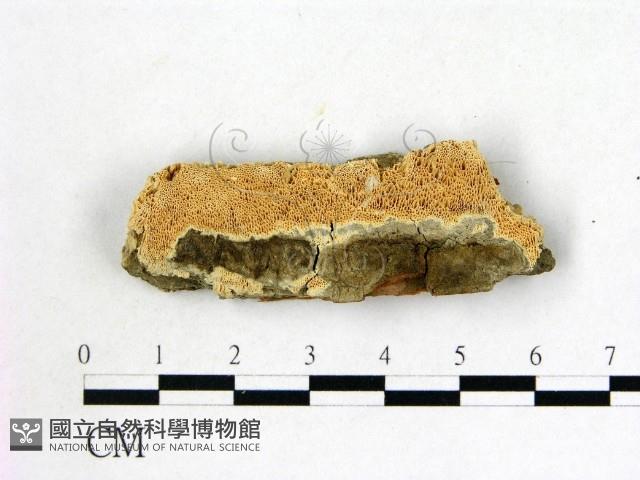 登錄號:F0006692藏品圖，第1張