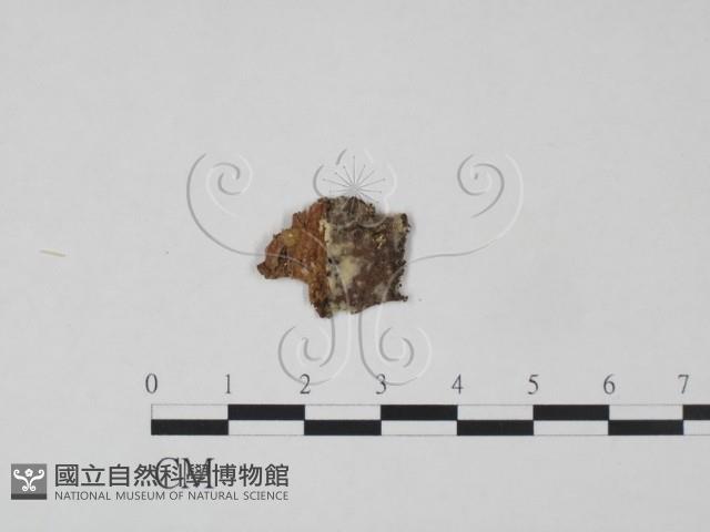 登錄號:F0021692藏品圖，第1張