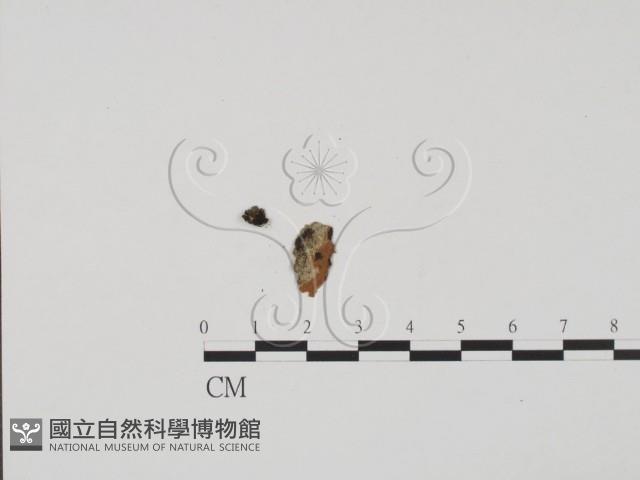 登錄號:F0011692藏品圖，第1張