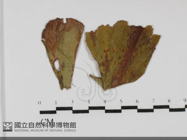 登錄號:F0031692藏品圖，第1張