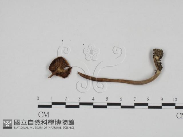 登錄號:F0024692藏品圖，第1張