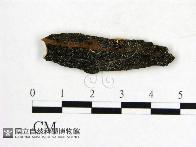 登錄號:F0004692藏品圖，第1張