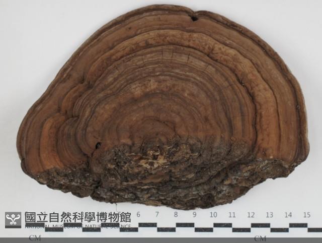 登錄號:F0034692藏品圖，第1張