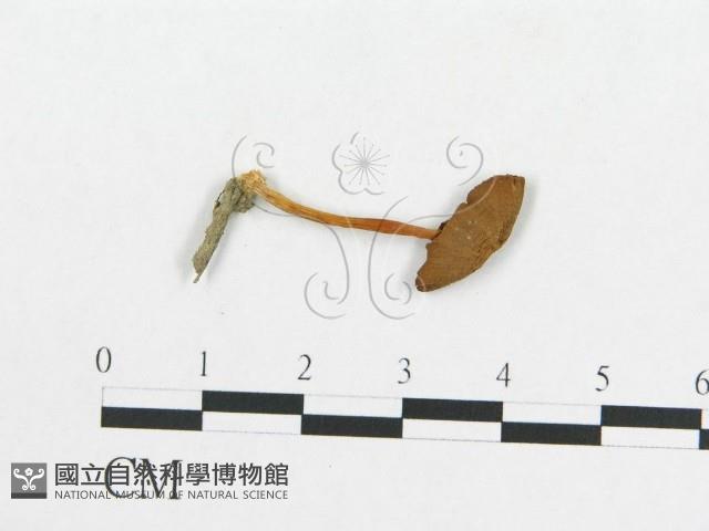 登錄號:F0012692藏品圖，第1張