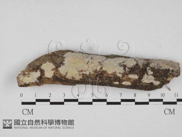 登錄號:F0027692藏品圖，第1張