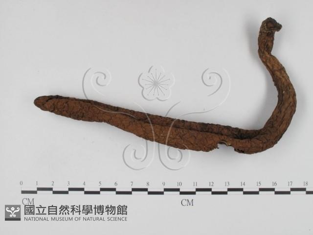 登錄號:F0007692藏品圖，第3張