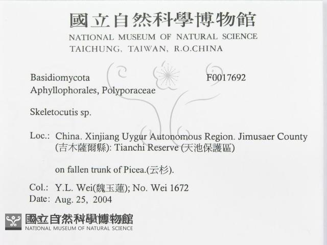 骨皮菌屬藏品圖，第3張