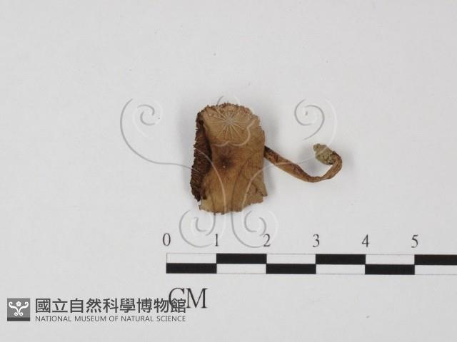 登錄號:F0025692藏品圖，第1張