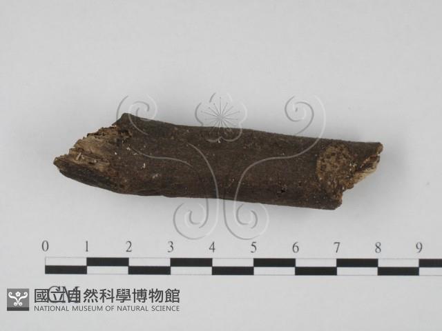 登錄號:F0005692藏品圖，第1張