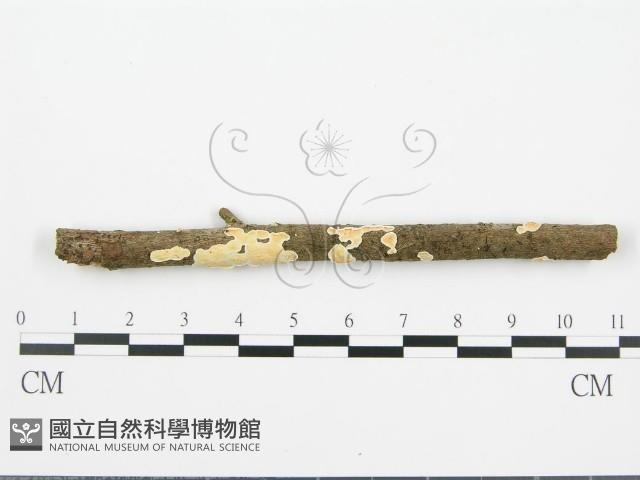 登錄號:F0015692藏品圖，第1張