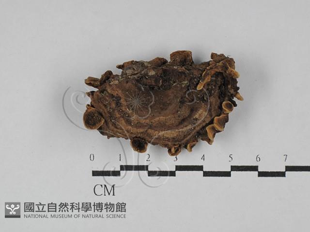 登錄號:F0029692藏品圖，第1張