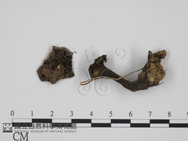 登錄號:F0009692藏品圖，第1張