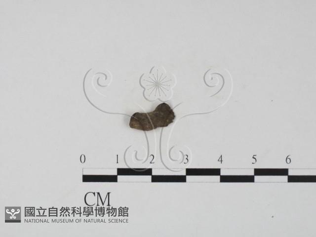 登錄號:F0019692藏品圖，第1張