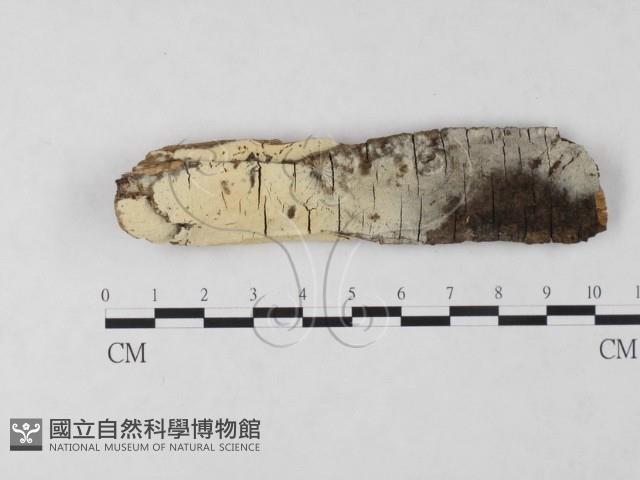 絲齒菌屬藏品圖，第1張