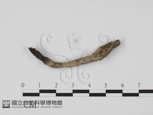 炭角菌屬藏品圖，第1張